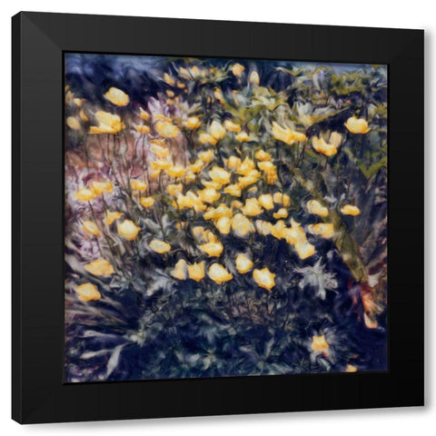 Buttercups Black Modern Wood Framed Art Print by Stalus, Judy