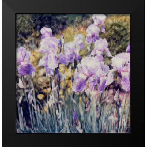 Iris Garden Black Modern Wood Framed Art Print by Stalus, Judy