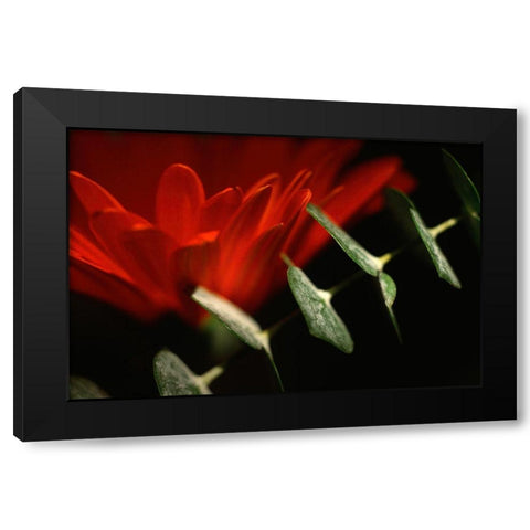 Red Daisy Black Modern Wood Framed Art Print by Stalus, Judy
