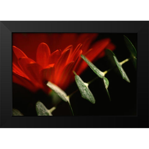 Red Daisy Black Modern Wood Framed Art Print by Stalus, Judy