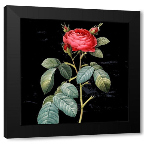 In Bloom II Black Modern Wood Framed Art Print by Smith, Karen