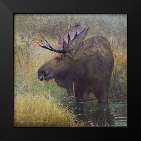 Moose in Marsh Black Modern Wood Framed Art Print by Vest, Christopher