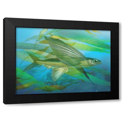 Seaweed Swimmer I Black Modern Wood Framed Art Print with Double Matting by Hunziker, Steve