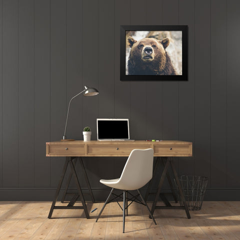 Bear Stare I Black Modern Wood Framed Art Print by Smith, Karen