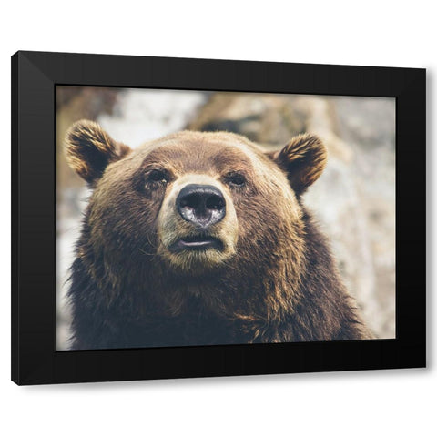 Bear Stare I Black Modern Wood Framed Art Print with Double Matting by Smith, Karen