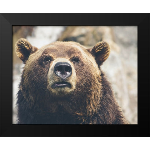 Bear Stare I Black Modern Wood Framed Art Print by Smith, Karen