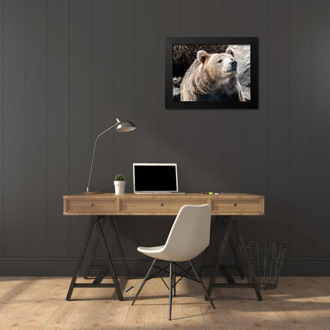 Bear Stare II Black Modern Wood Framed Art Print by Smith, Karen