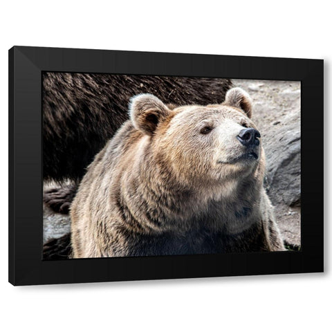 Bear Stare II Black Modern Wood Framed Art Print with Double Matting by Smith, Karen