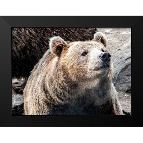 Bear Stare II Black Modern Wood Framed Art Print by Smith, Karen