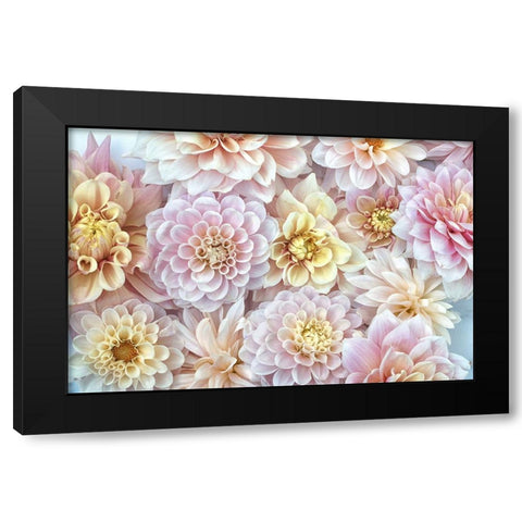 Dahlia Tapestry I Black Modern Wood Framed Art Print by Stalus, Judy