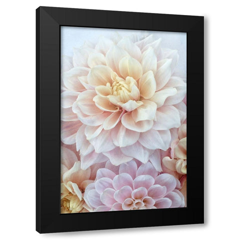 Dahlia Dream Black Modern Wood Framed Art Print by Stalus, Judy