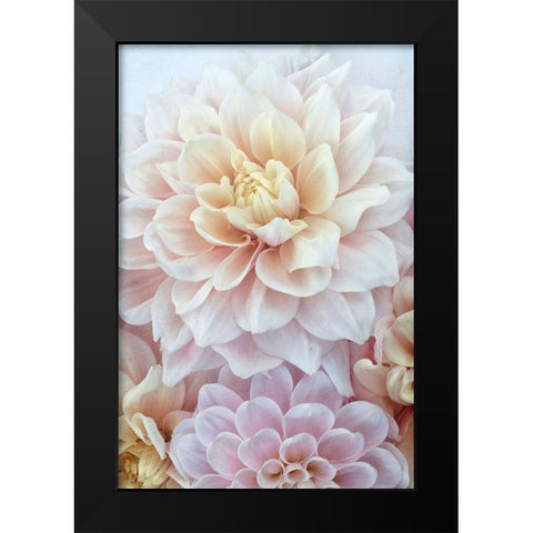 Dahlia Dream Black Modern Wood Framed Art Print by Stalus, Judy