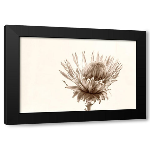Protea Relic Black Modern Wood Framed Art Print with Double Matting by Stalus, Judy