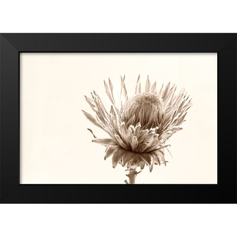 Protea Relic Black Modern Wood Framed Art Print by Stalus, Judy