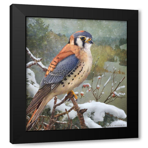 In Snowscape Kestrel Black Modern Wood Framed Art Print by Vest, Christopher