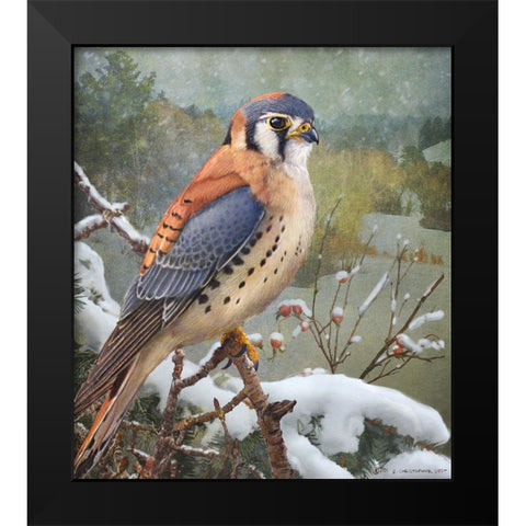 In Snowscape Kestrel Black Modern Wood Framed Art Print by Vest, Christopher