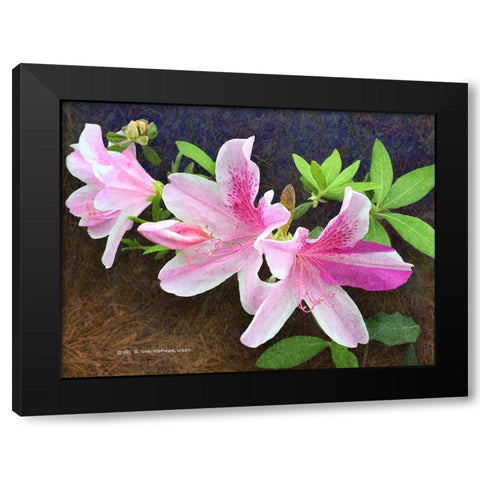 Pink Azaleas Black Modern Wood Framed Art Print by Vest, Christopher