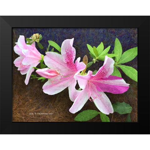 Pink Azaleas Black Modern Wood Framed Art Print by Vest, Christopher