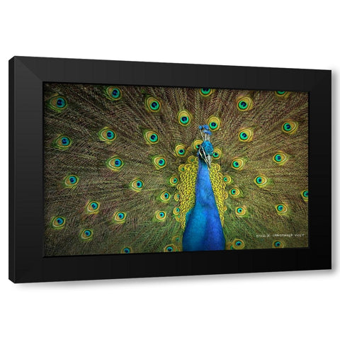 Peacock Display Black Modern Wood Framed Art Print with Double Matting by Vest, Christopher