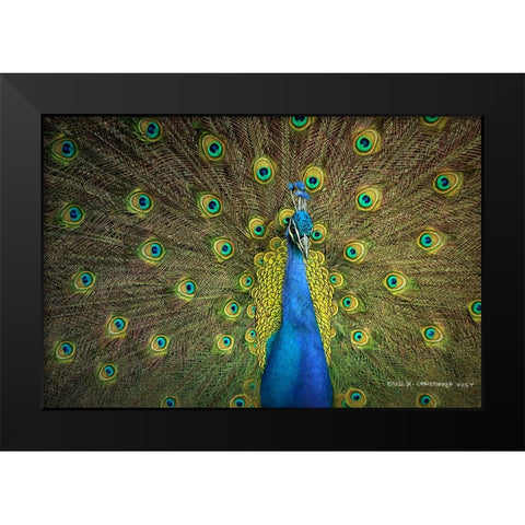 Peacock Display Black Modern Wood Framed Art Print by Vest, Christopher