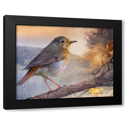 Hermit Thrush Hillside Drive Black Modern Wood Framed Art Print by Vest, Christopher