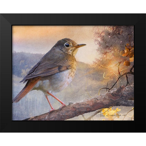 Hermit Thrush Hillside Drive Black Modern Wood Framed Art Print by Vest, Christopher