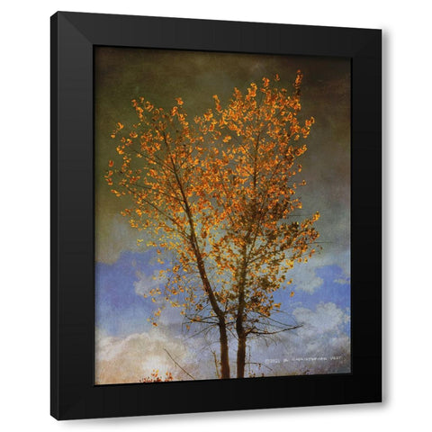 Lone Cottonwood Tree Black Modern Wood Framed Art Print with Double Matting by Vest, Christopher