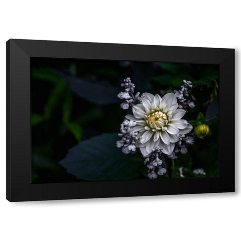 Dahlia flower Black Modern Wood Framed Art Print with Double Matting by Olsson, Ronny
