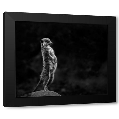 The meerkat Black Modern Wood Framed Art Print by Van Son, Greetje