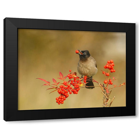 Bulbul with Nandina Black Modern Wood Framed Art Print by Waldmann, Shlomo
