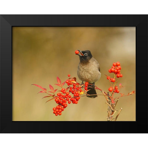 Bulbul with Nandina Black Modern Wood Framed Art Print by Waldmann, Shlomo