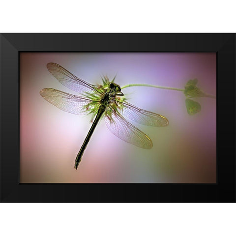 LibA lA lula Black Modern Wood Framed Art Print by Hoffman, Jimmy