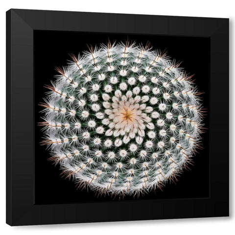 Notocactus scopa Black Modern Wood Framed Art Print with Double Matting by Mozqueda, Victor