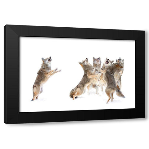 The Choir   Coyotes Black Modern Wood Framed Art Print by Cumming, Jim