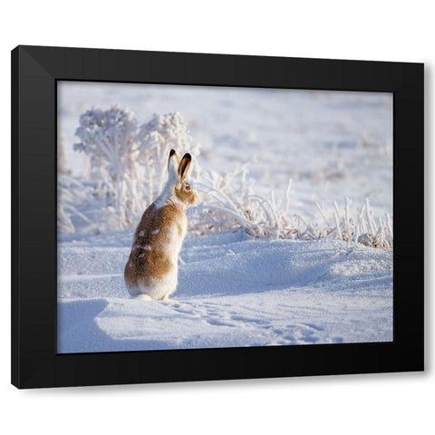 White-tailed jackrabbit Black Modern Wood Framed Art Print by Waldmann, Shlomo