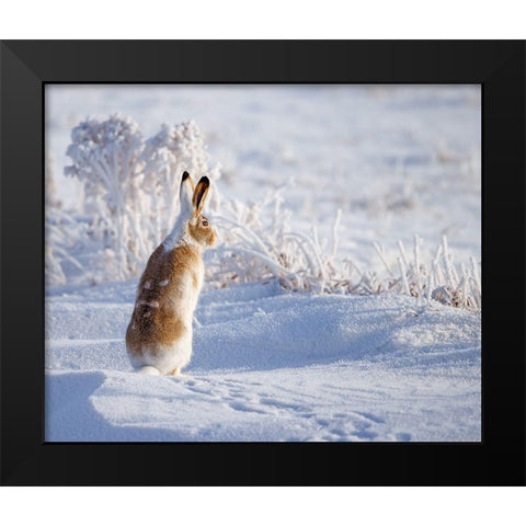 White-tailed jackrabbit Black Modern Wood Framed Art Print by Waldmann, Shlomo