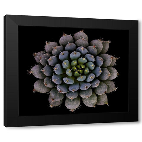 Echeveria setosa var. deminuta Black Modern Wood Framed Art Print by Mozqueda, Victor