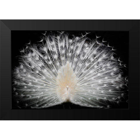 black and white Black Modern Wood Framed Art Print by Liddi, Pino