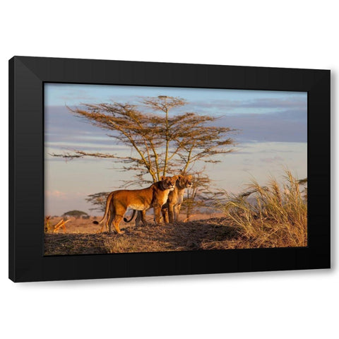 Sisters Black Modern Wood Framed Art Print by Catta, Alessandro