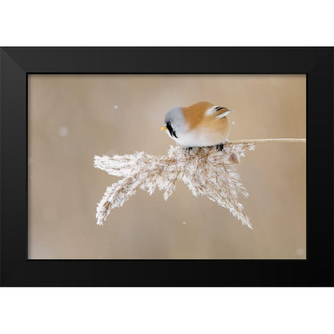 Bearded tit Black Modern Wood Framed Art Print by Kazlauskas, Jonas