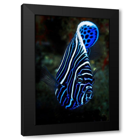 Emperor angelfish Black Modern Wood Framed Art Print with Double Matting by Gabriel, Barathieu