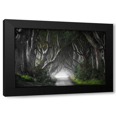 DARK HEDGES Black Modern Wood Framed Art Print with Double Matting by Molteni, Nicola