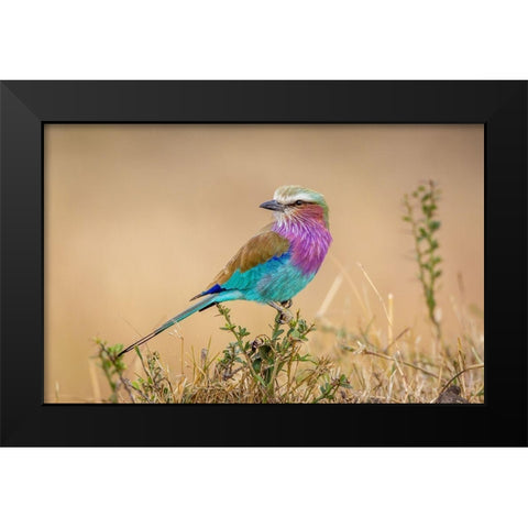 Gods gift to the sky Black Modern Wood Framed Art Print by C. Sink, Jeffrey