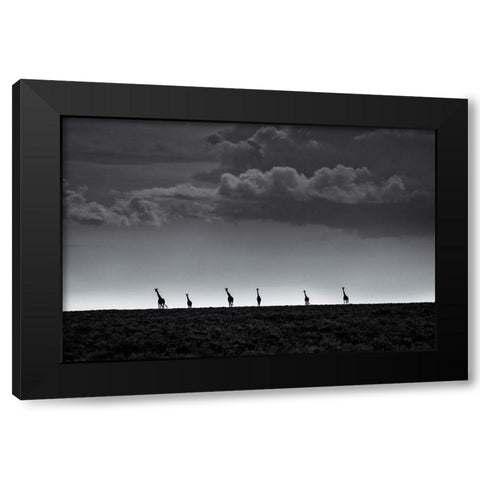 6 Giraffes Black Modern Wood Framed Art Print by Metro, Greg