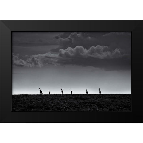 6 Giraffes Black Modern Wood Framed Art Print by Metro, Greg