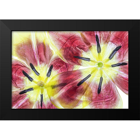 Tulips Black Modern Wood Framed Art Print by Disher, Mandy