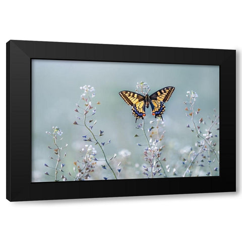Swallowtail beauty Black Modern Wood Framed Art Print with Double Matting by Sabol, Petar