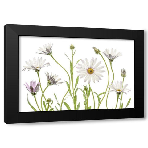 Cape Daisies Black Modern Wood Framed Art Print with Double Matting by Disher, Mandy