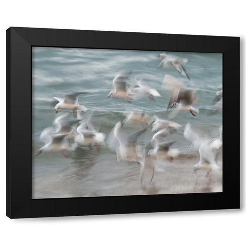 Birds Black Modern Wood Framed Art Print by Thorberntsson, Claes