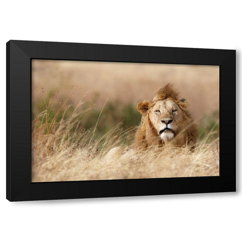 Handsome! Black Modern Wood Framed Art Print by Khataw, Ali